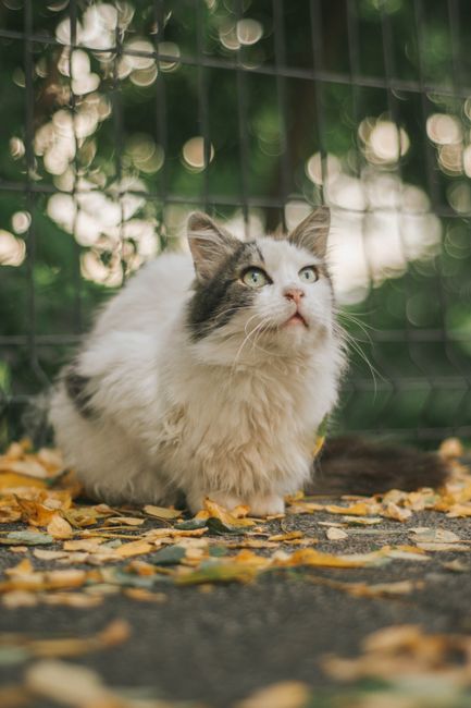 A long-haired domestic cat with a predominantly white coat and grey markings on its face and ears, sitting outdoors on a paved surface covered with fallen yellow leaves. The cat is positioned near a black metal fence with a grid pattern, which is slightly out of focus in the background. Natural light illuminates the scene, highlighting the cat's attentive expression as it looks slightly upward. The surroundings suggest an outdoor area adjacent to a house or garden. The image is part of content related to house removals and relocation services, emphasizing the importance of careful handling and transport of belongings during a home move, as offered by Man and a Van Earls Court.